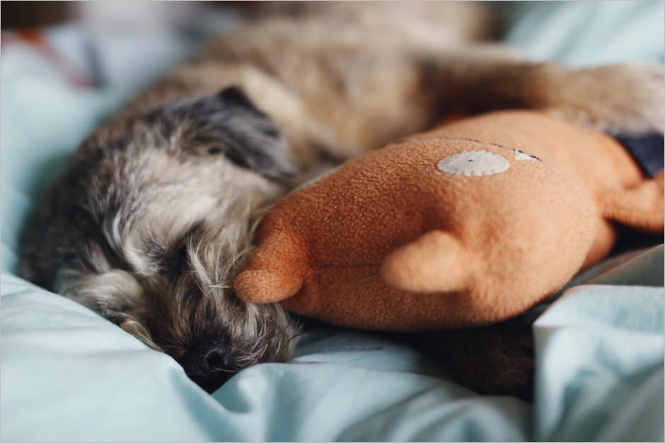 border terrier snuggling a stuffed toydogs cuddling toys_0001